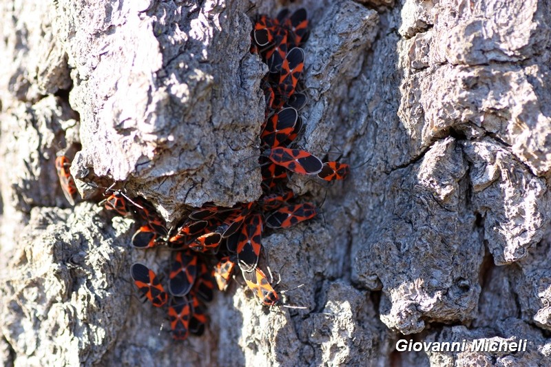 Lygaeidae: Tropidothorax leucopterus